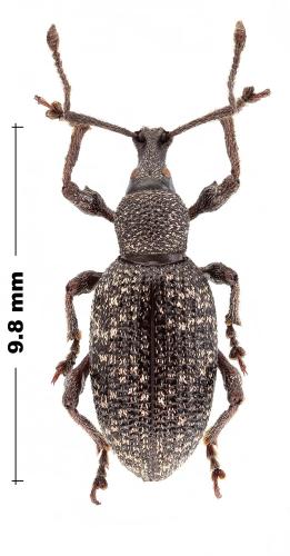 Réf. 317 445 : Otiorhynchus excellens